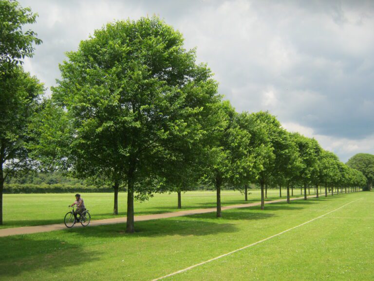 Ulmus ‘New Horizon’ in Pontcanna Fields, Cardiff