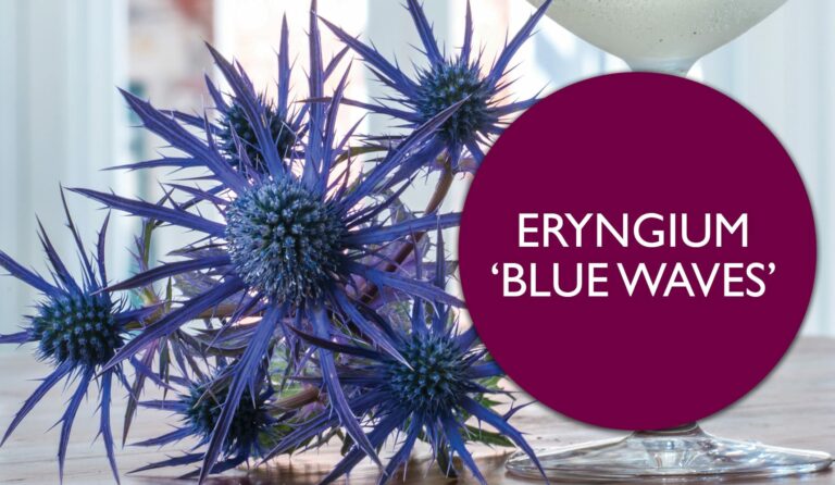 Chelsea 2018 New Plant | Eryngium ‘Blue Waves’