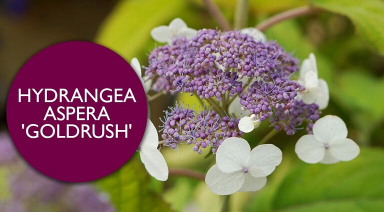 Chelsea 2018 New Plant Hydrangea aspera ‘Gold Rush’