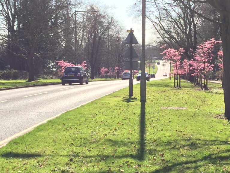 Welwyn Garden City Street Tree Renewal