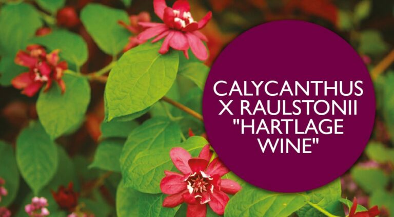 Calycanthus x raulstonii ‘Hartlage Wine’ | Plant Profile