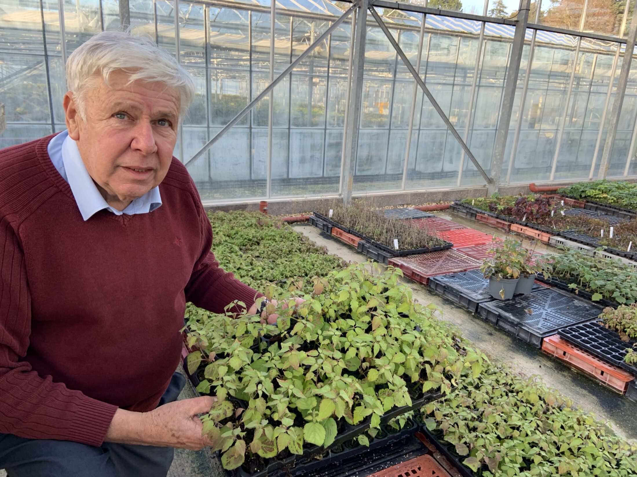 How to Propagate via Hardwood and Softwood Cuttings Hillier