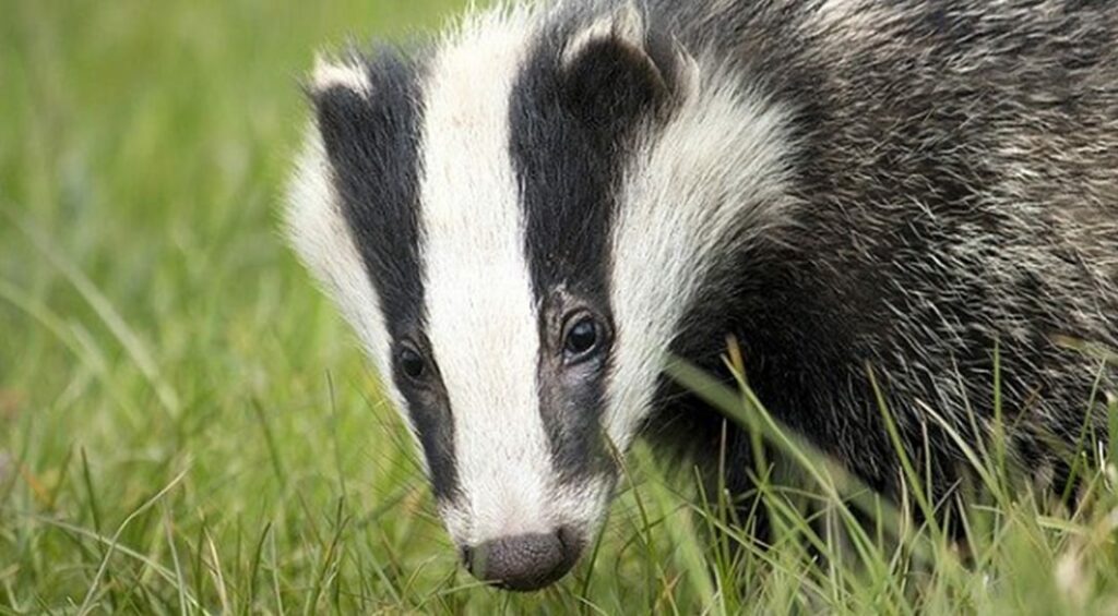 badgers can be found in wildlife