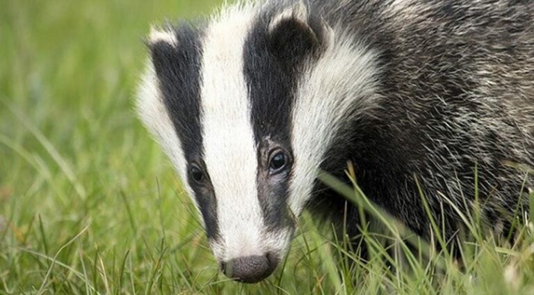 How to Deter Badgers from Your Garden