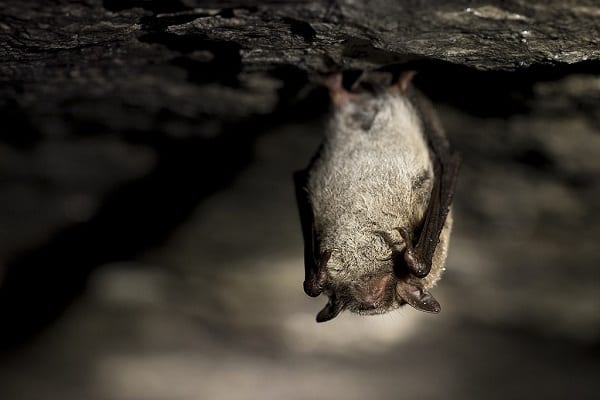 Bats can be wildlife found in the garden in August evenings