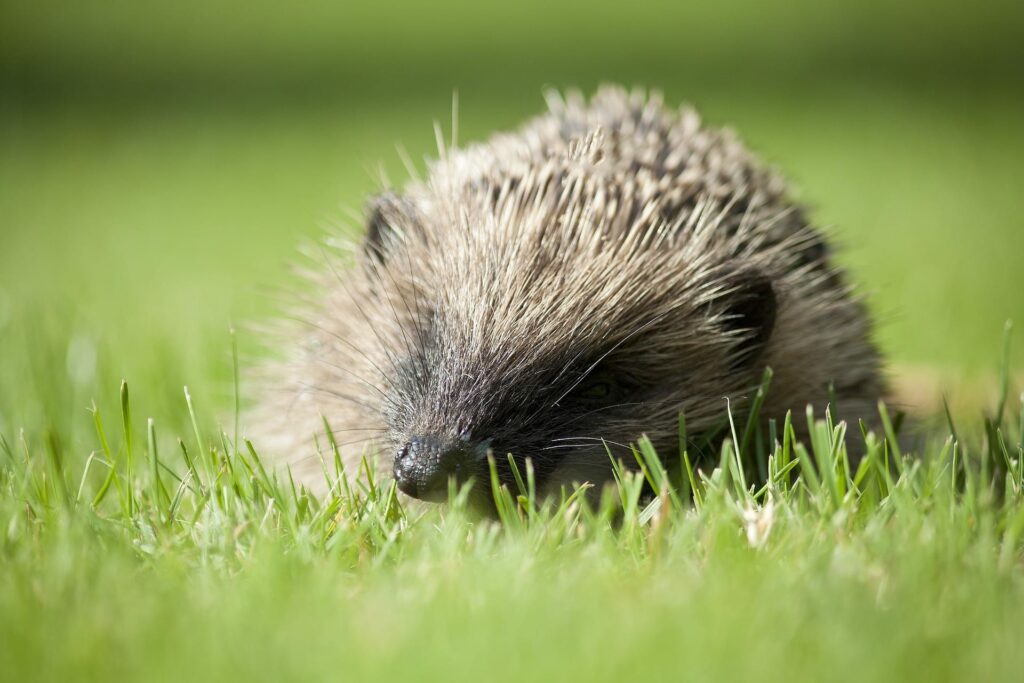 hedgehogs can be found in wildlife in august