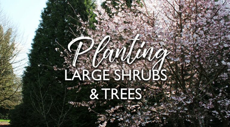 How To Plant Large Shrubs and Trees