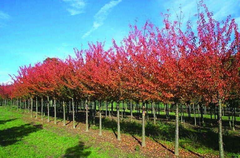 Ideal Trees for Narrow Spaces