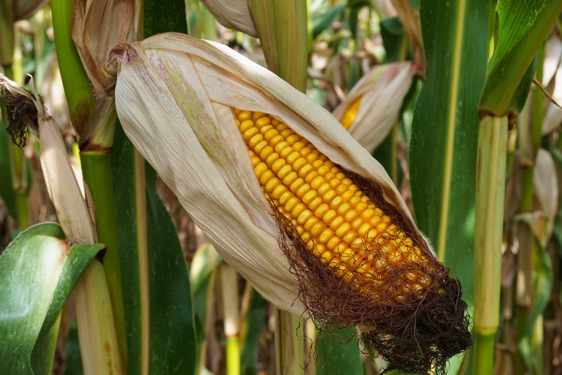 How To Grow And Harvest Sweetcorn Hillier Garden Centres How To Grow And Harvest Sweetcorn Hillier Garden Centres