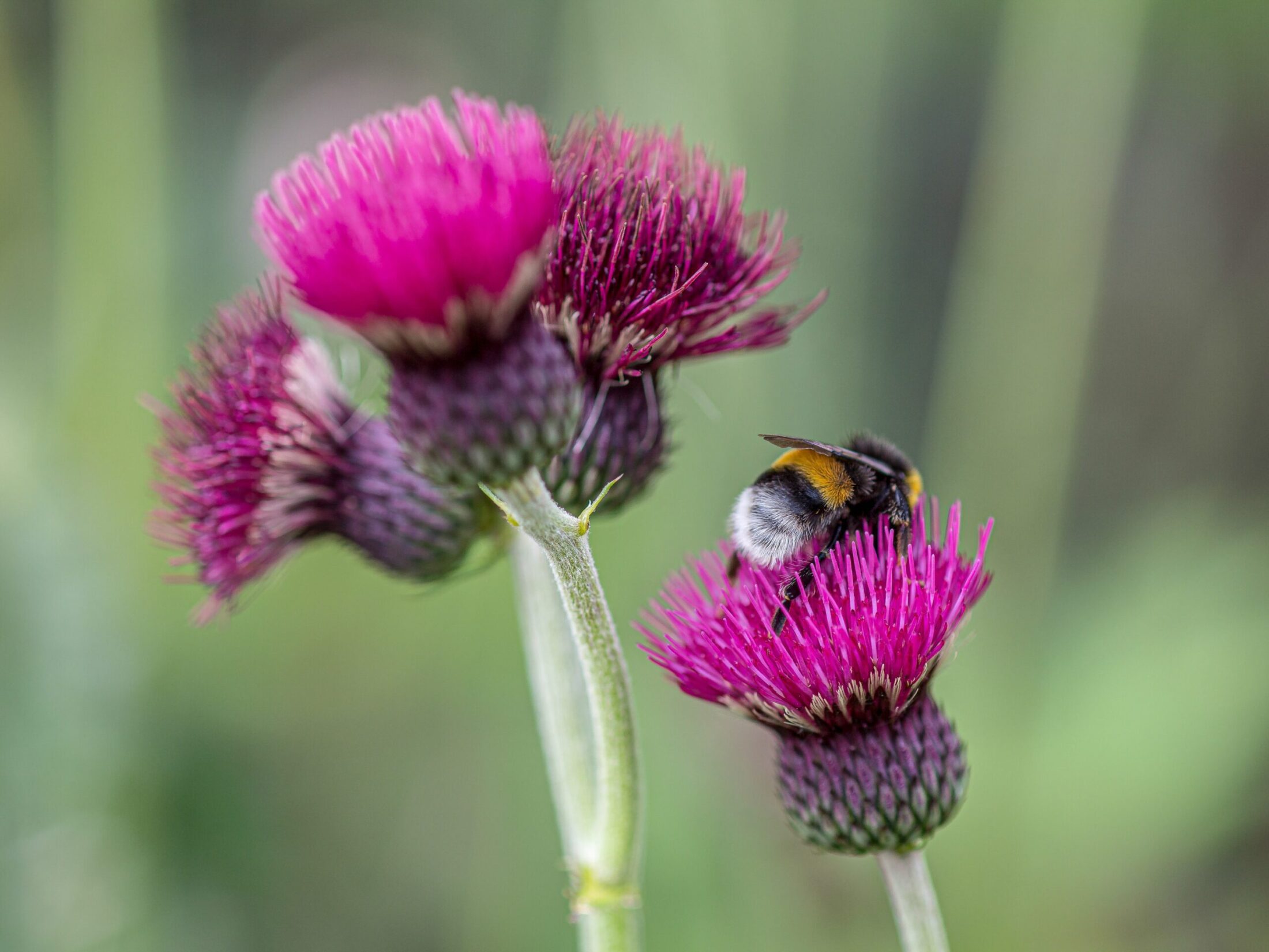 The Best Plants for Bees Hillier Garden Centres