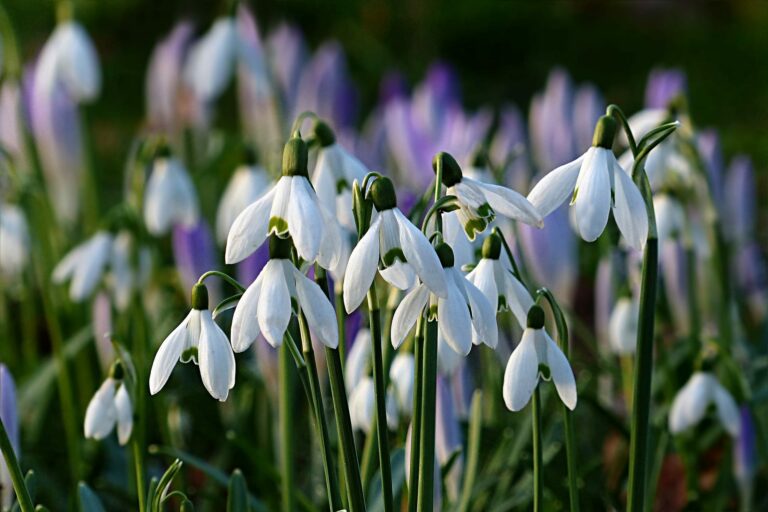 The Best Bulbs to Plant This Autumn