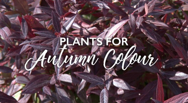 Eight Perfect Plants for Autumn Colour