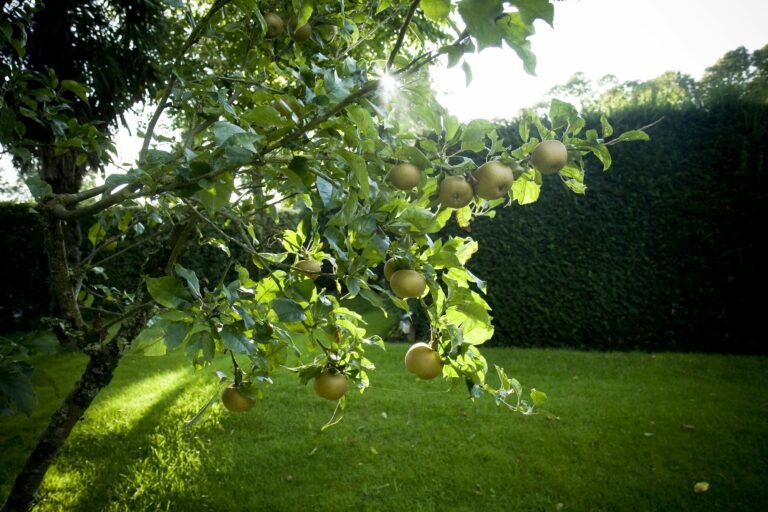Fruit Trees to Plant in Autumn