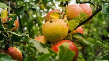 Garden & Home Ideas