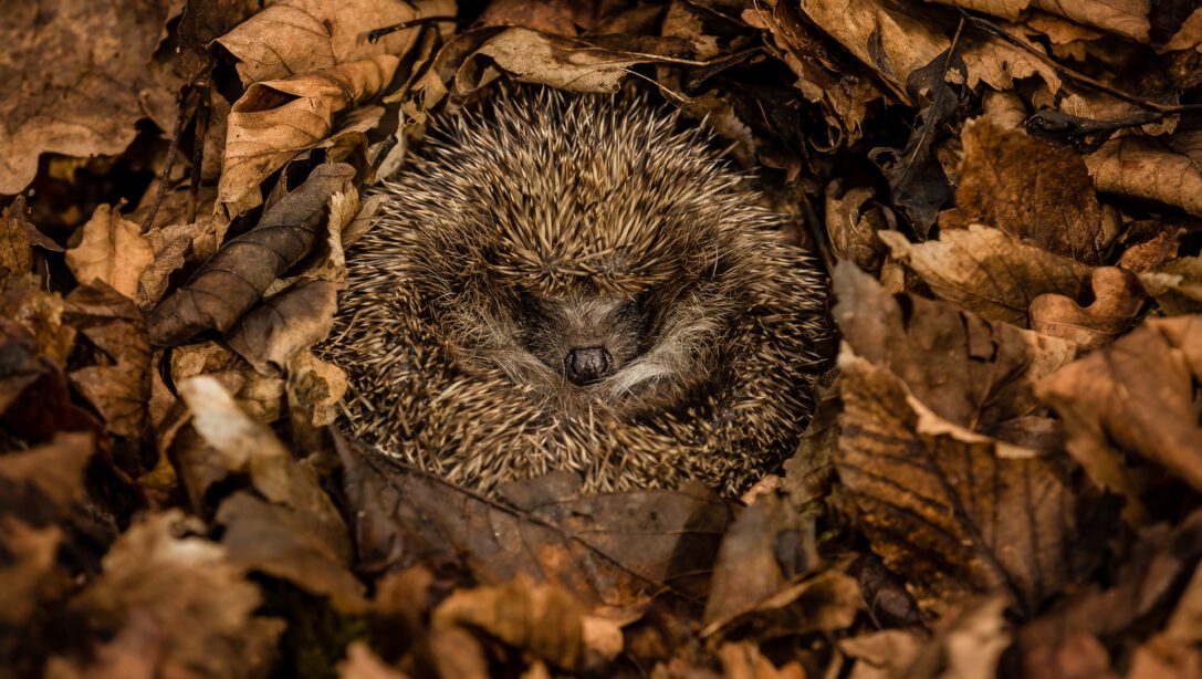 How to Help Hibernating Animals | Hillier Garden Centres