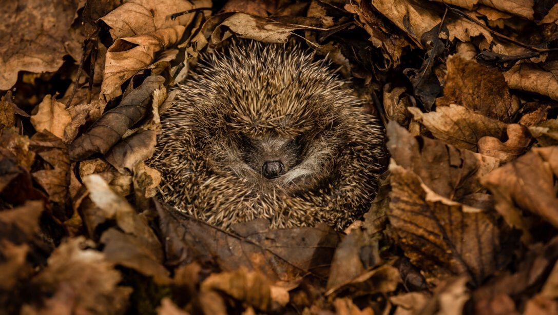 How to Help Hibernating Animals | Hillier Garden Centres How to Help Hibernating Animals | Hillier Garden Centres