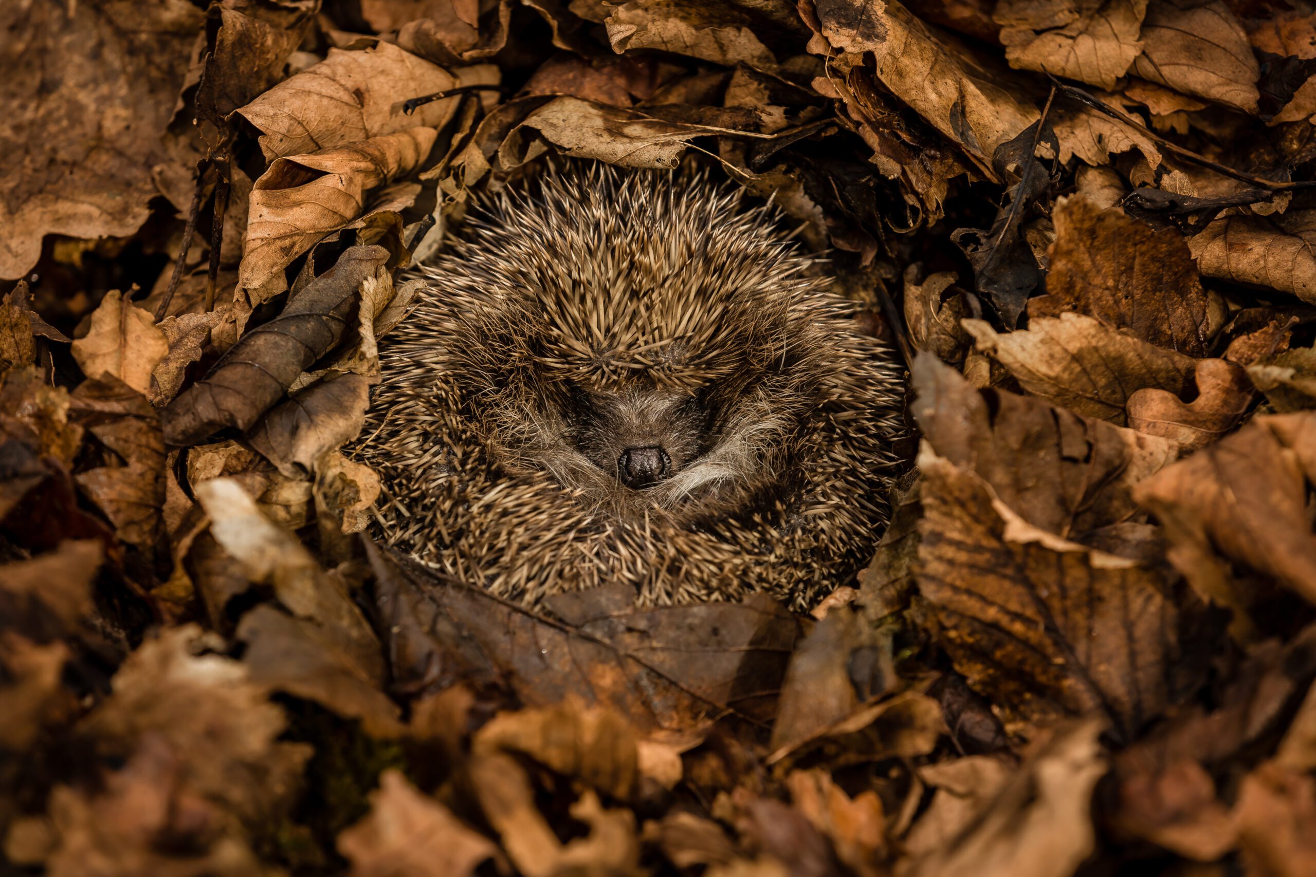 How to Help Hibernating Animals | Hillier Garden Centres
