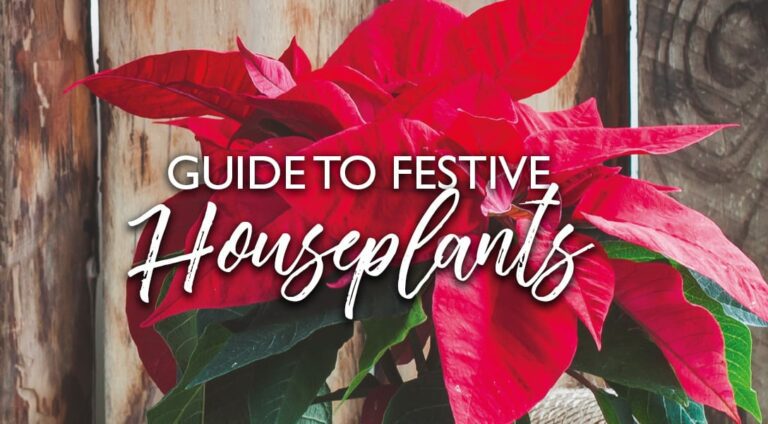 Festive Houseplants | Plant Profile