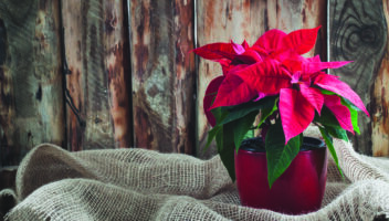 Garden & Home Ideas