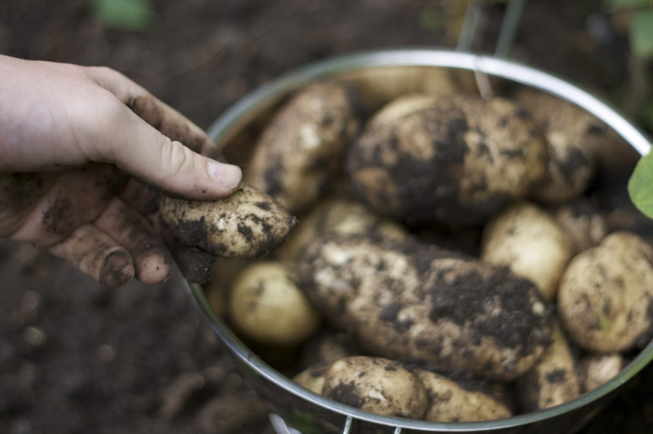 How To Grow Potatoes Hillier Garden Centres
