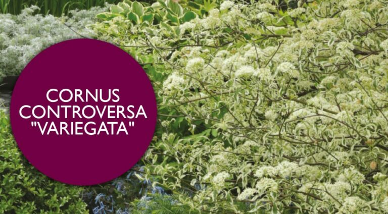 Cornus controversa ‘Variegata’ | Plant Profile