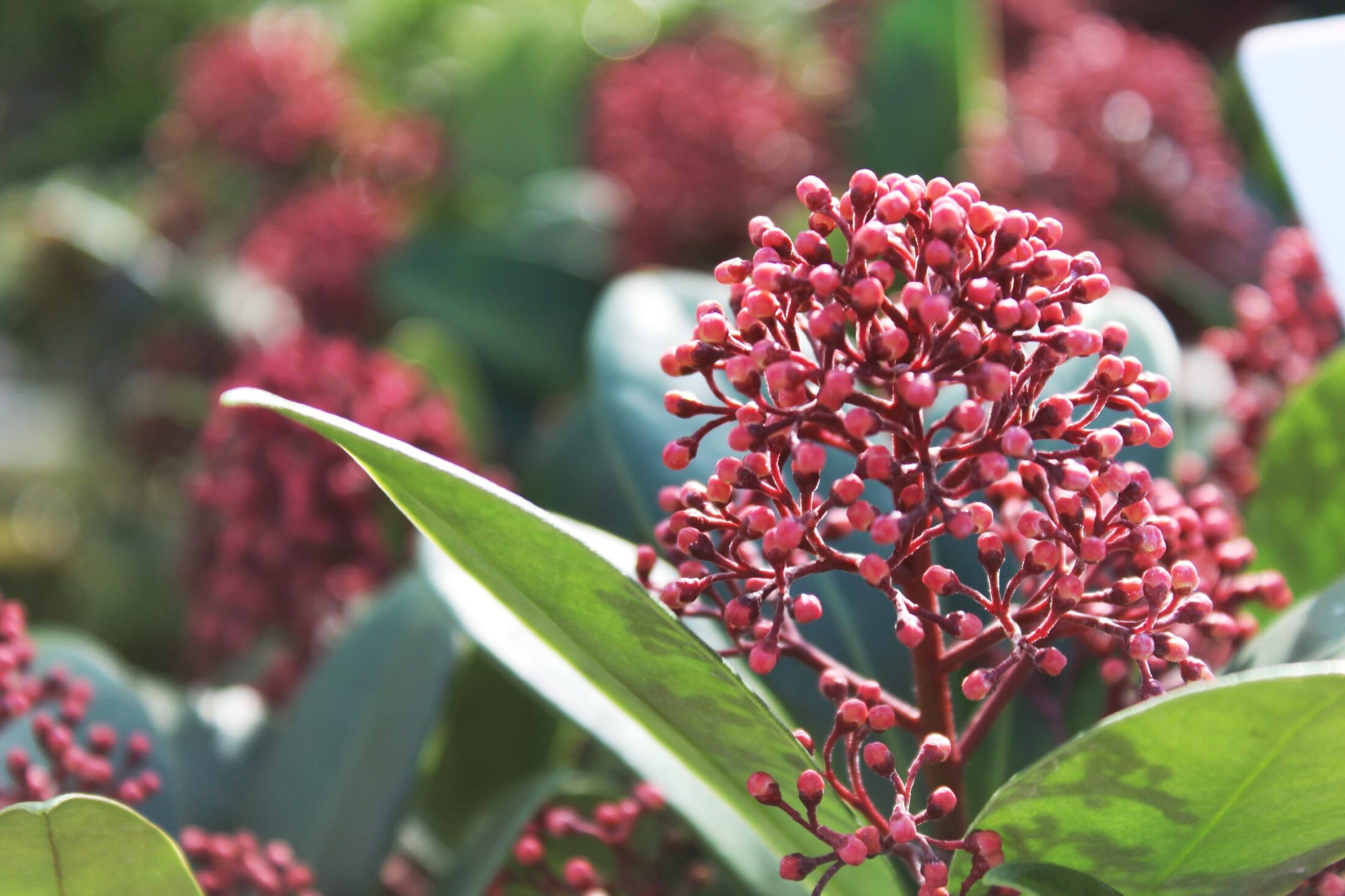 Enchanting Skimmia Japonica Rubella: Add Elegance And Color To Your Garden