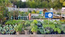 Hillier Garden Centres