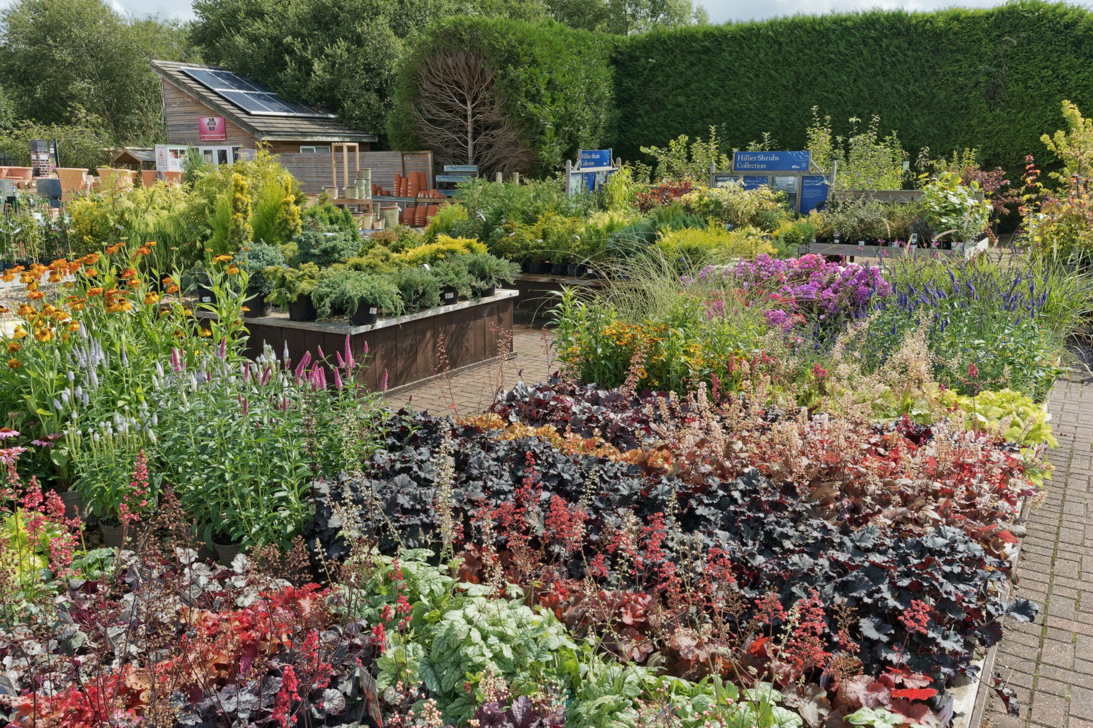 Hilliergardencentrebotleyheucheras Hillier