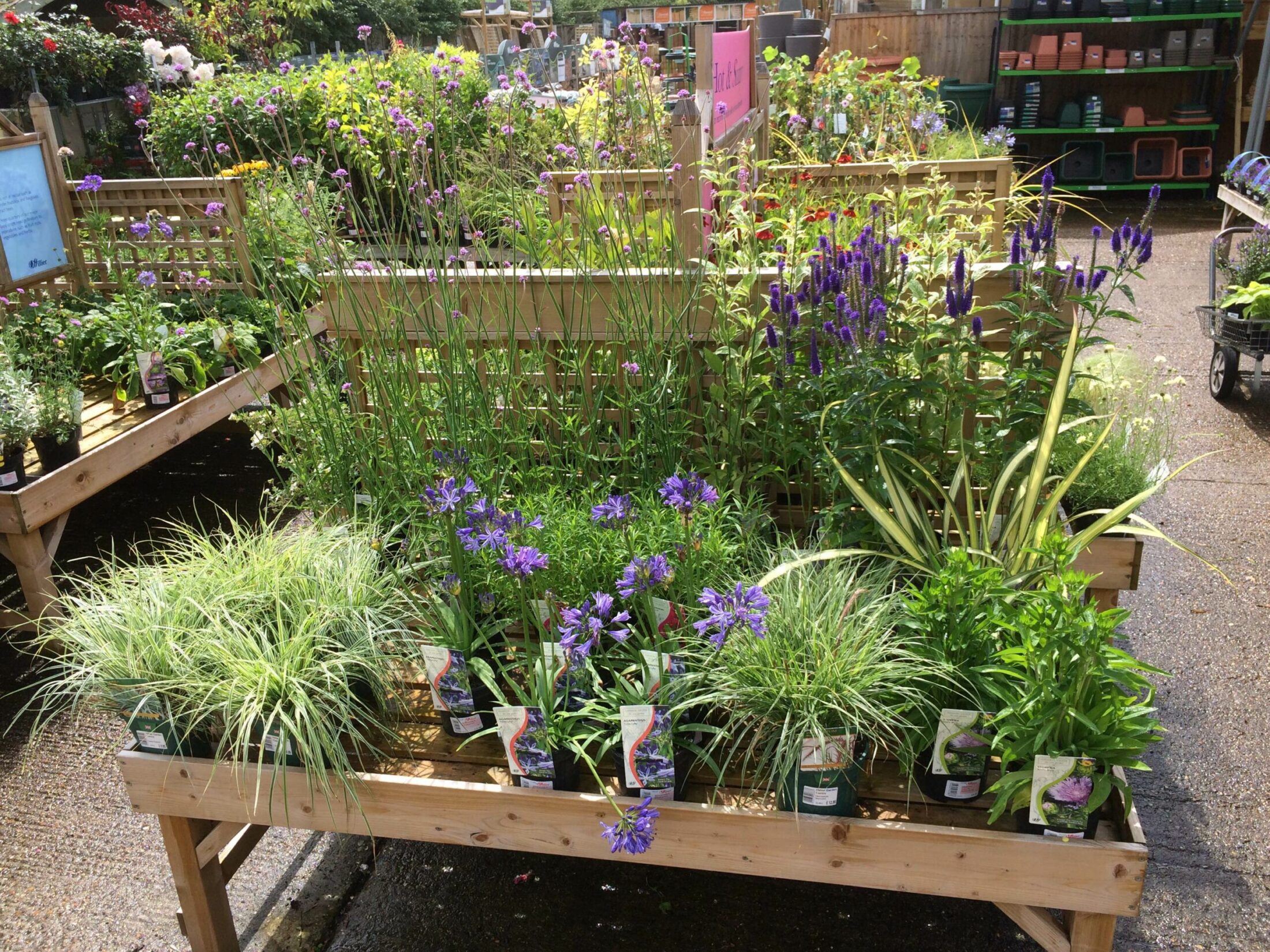 Hilliergardencentrehemelhempsteadseasonalplantcolour Hillier