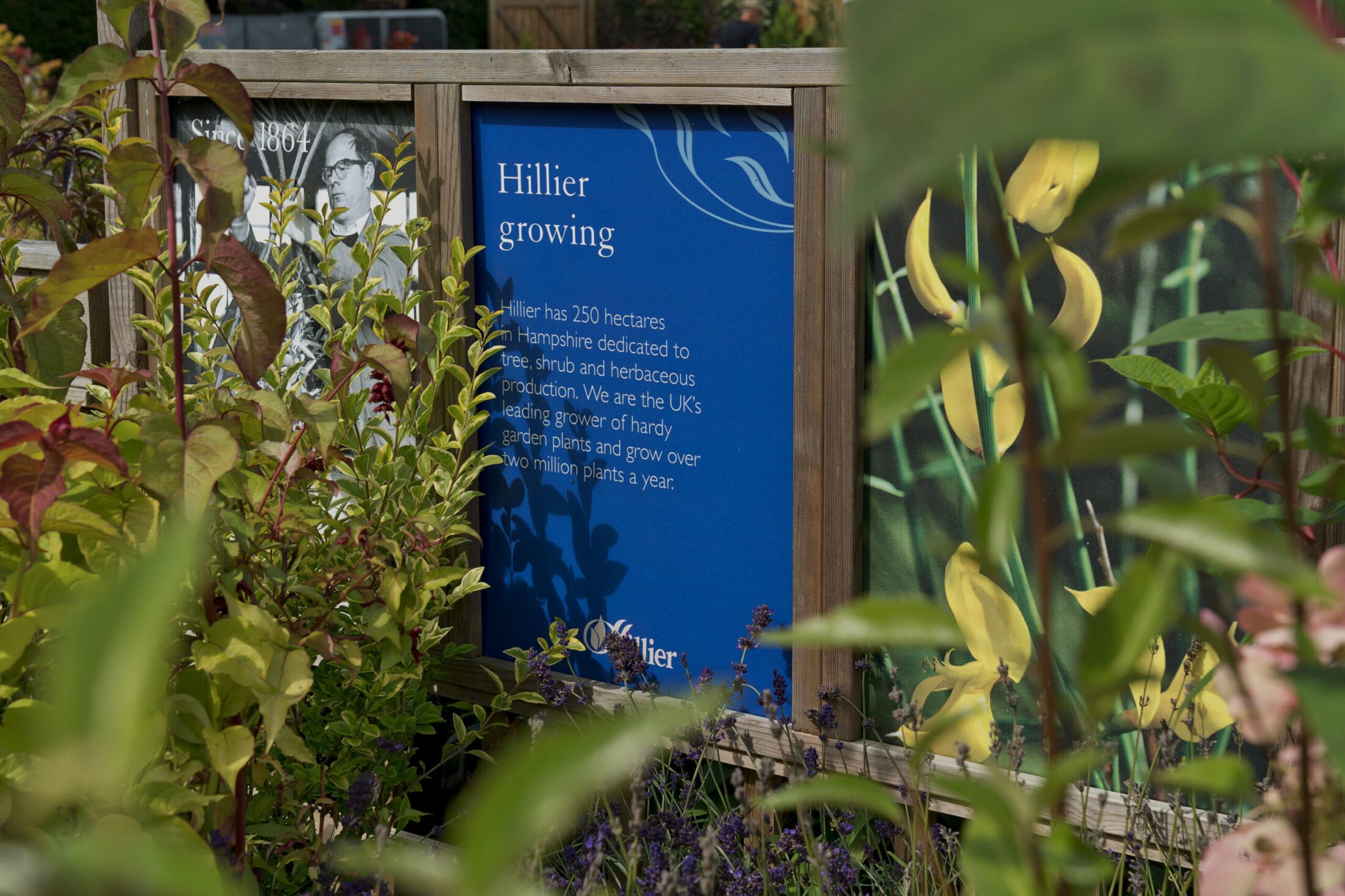Hillierplantsforpurposedisplaygrowing Hillier