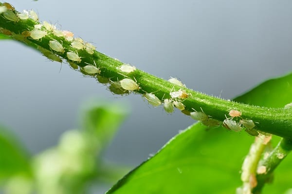Guide to Common Garden Pests