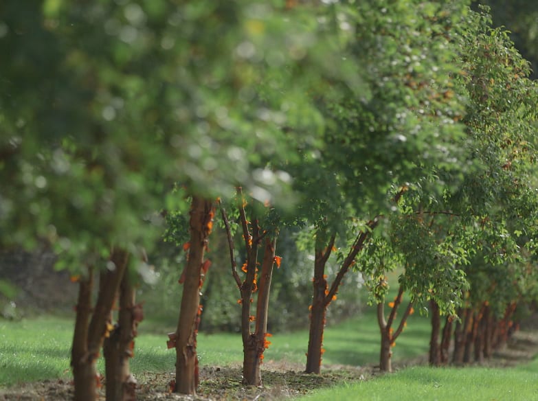 Commercial Trees From Hillier
