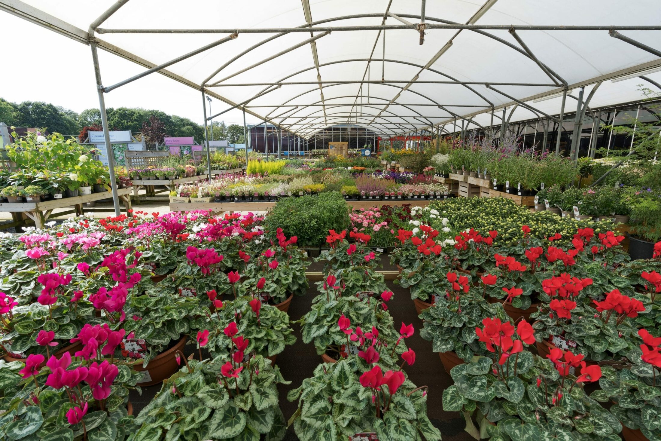 hilliergardencentresbeddingplants Hillier