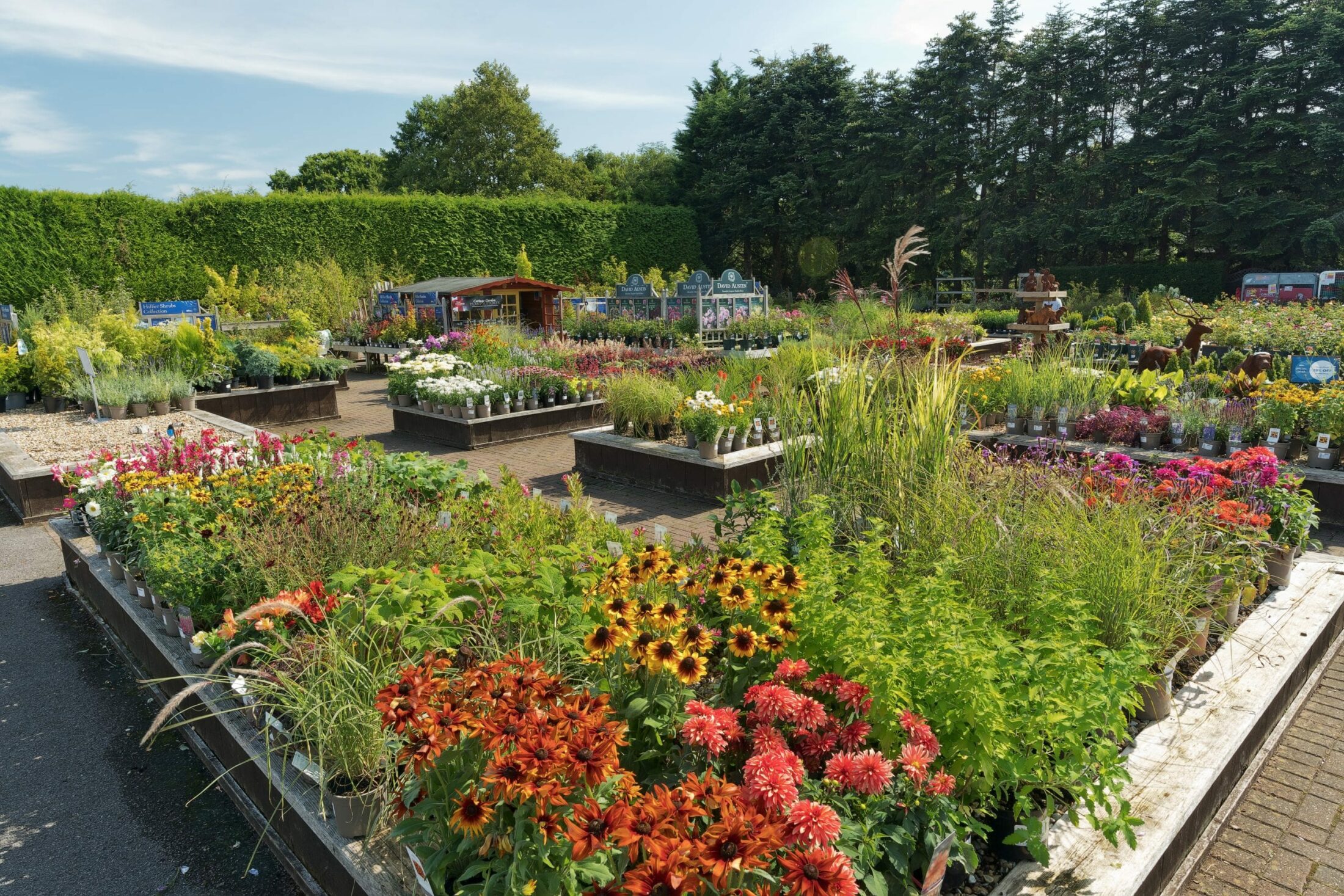 plantareahilliergardencentre Hillier