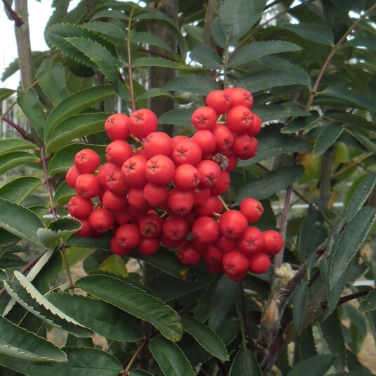 Buy Sorbus aucuparia - streetwise Tree | Hillier Trees