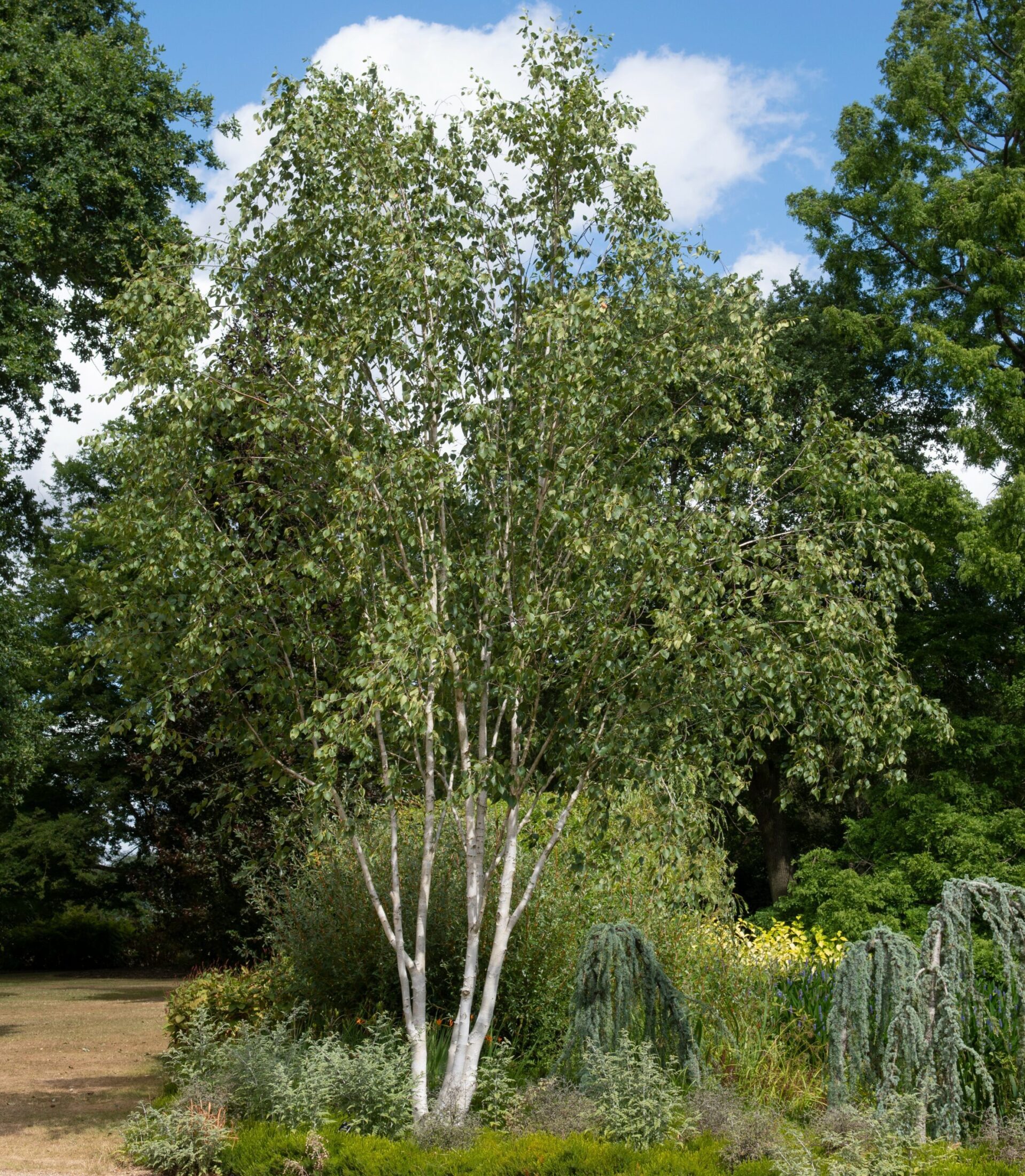 Buy Betula utilis var. jacquemontii Tree Hillier Trees
