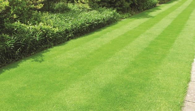 How To Get The Perfect Lawn Hillier Garden Centres