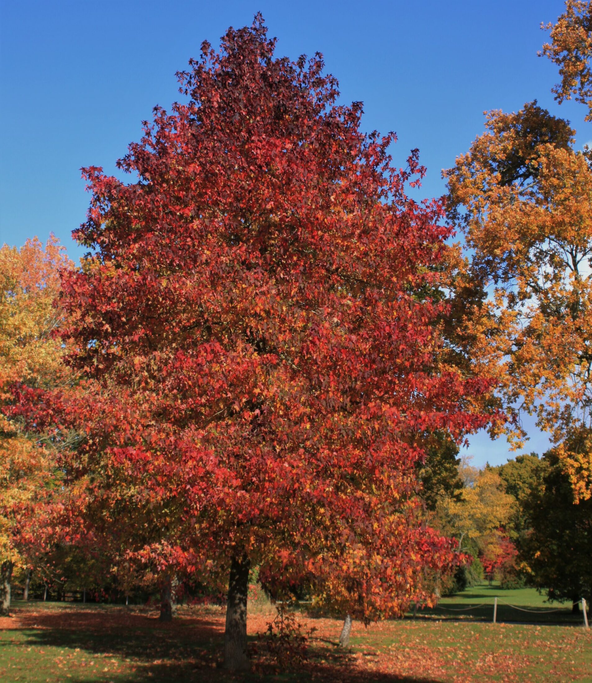 Liquidambar Styraciflua Amberboom 1 Heester Arbre Sweetgum (Liquidambar