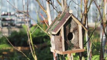 Garden & Home Ideas