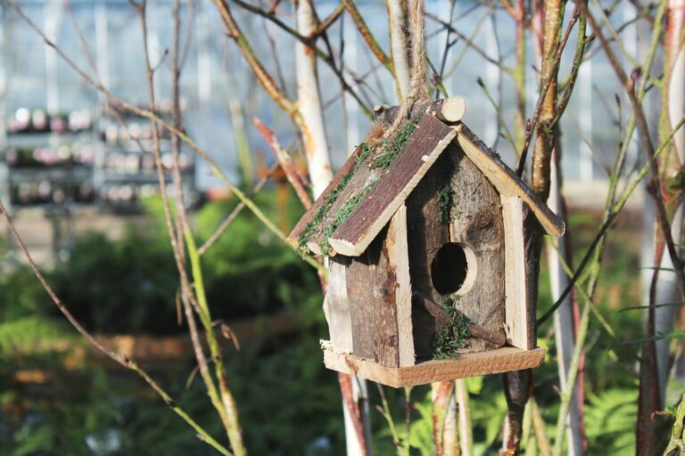 Bird Care | Putting Up a Nest Box