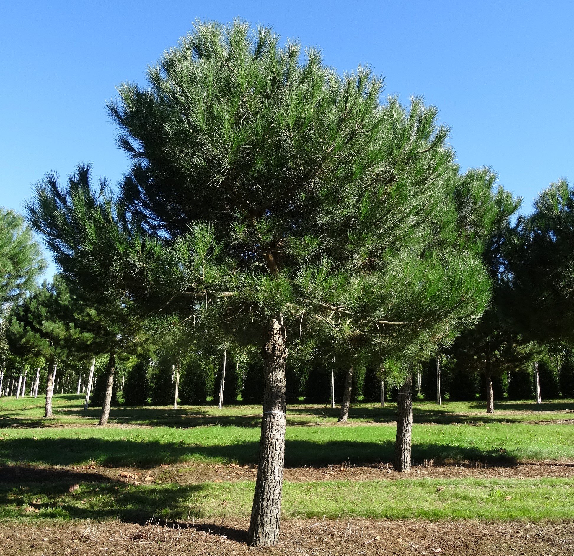 Buy Pinus pinea Tree Hillier Trees