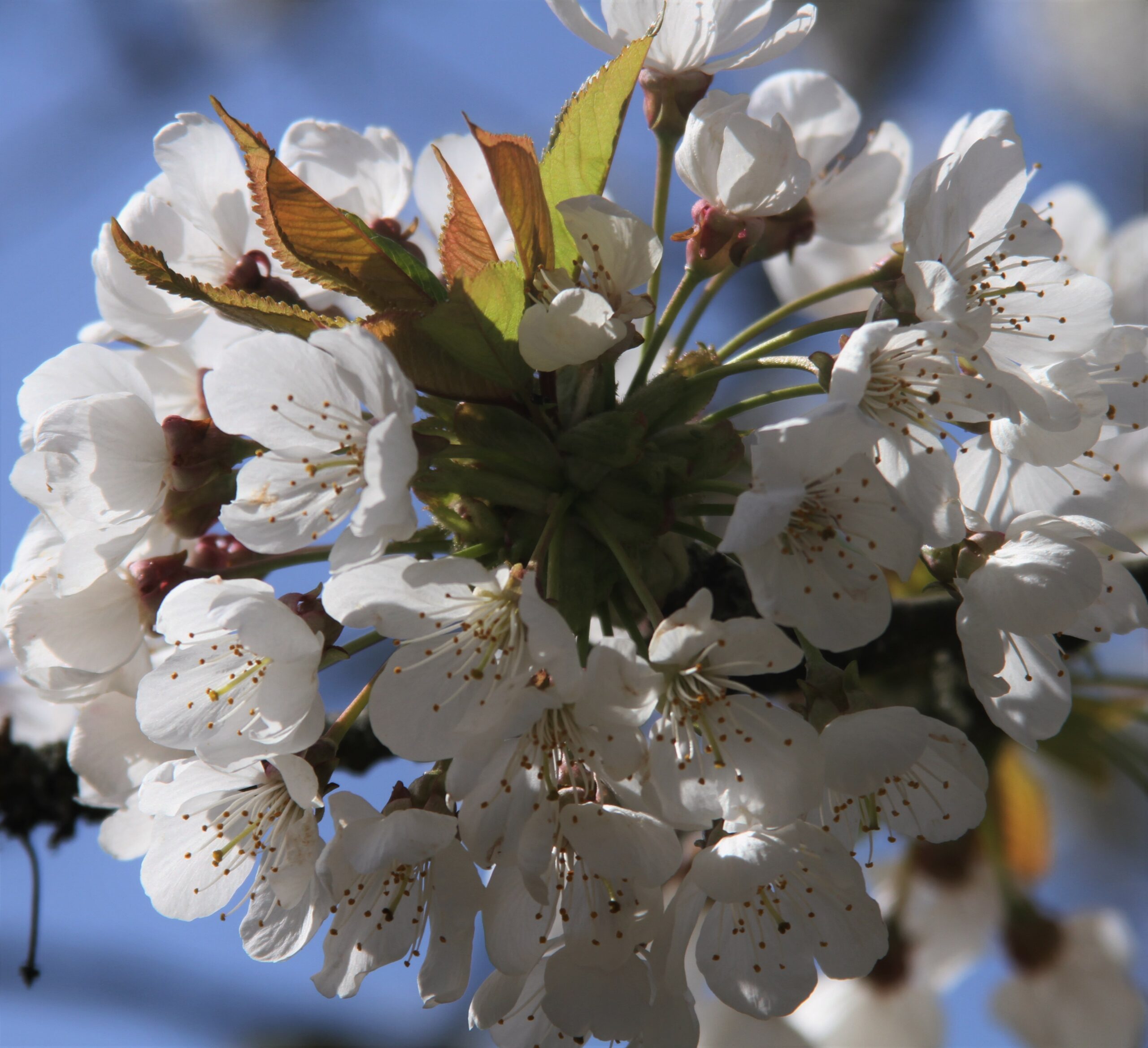 Buy Prunus avium Tree | Hillier Trees