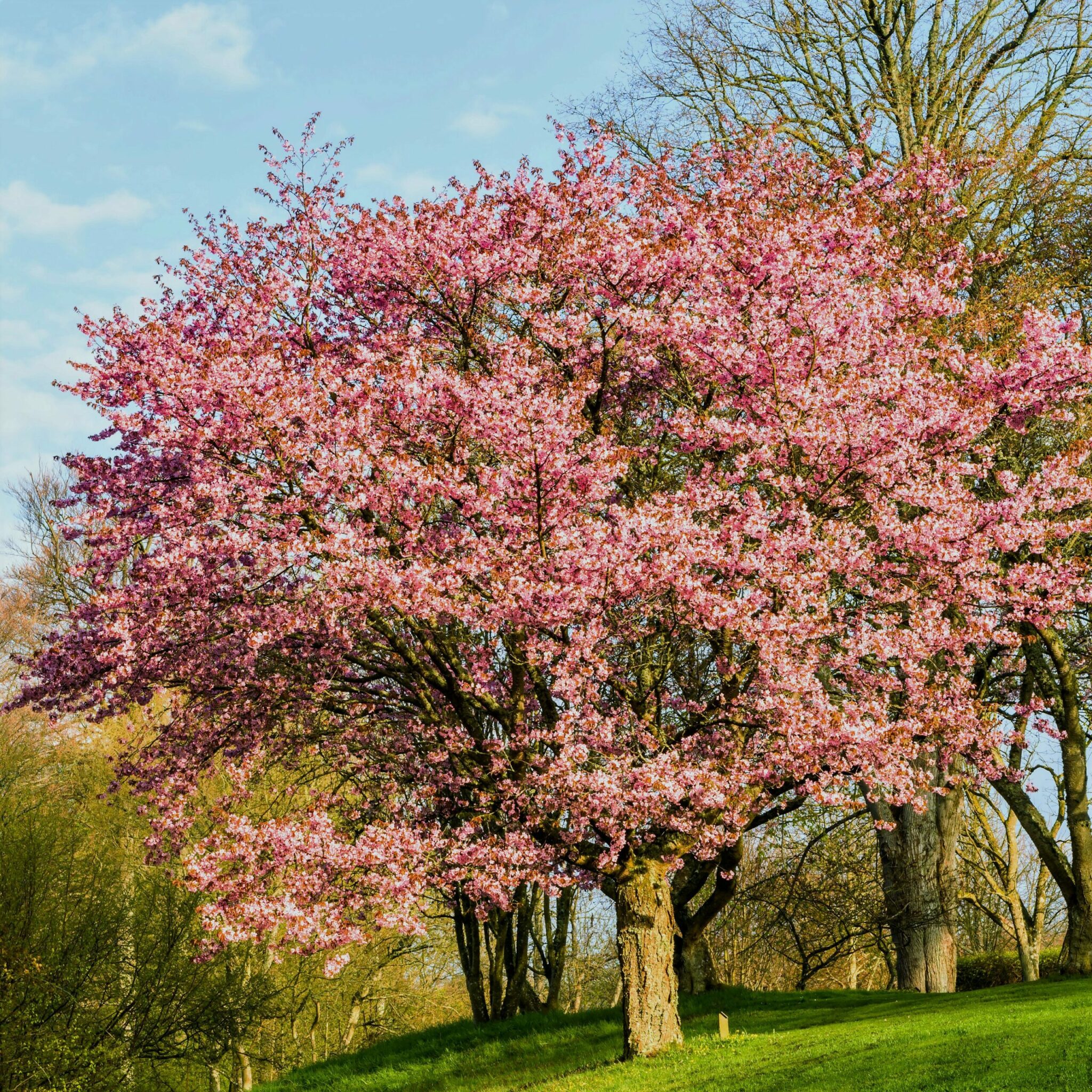 Buy Prunus sargentii ‘Rancho’ Tree | Hillier Trees