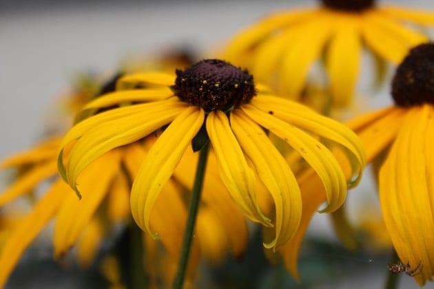 rudbeckia in the garden during August