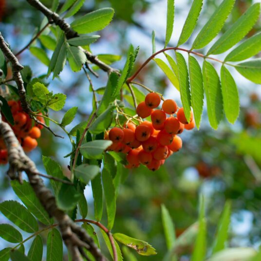 Buy Sorbus ‘Golden Wonder’ Tree | Hillier Trees