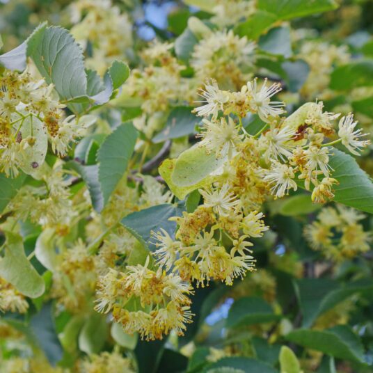 Buy Tilia cordata Tree | Hillier Trees