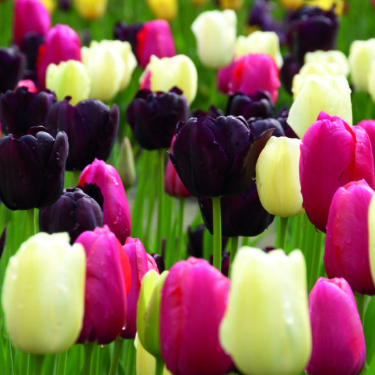 Spring Flowering Bulb Clearance - While Stocks Last