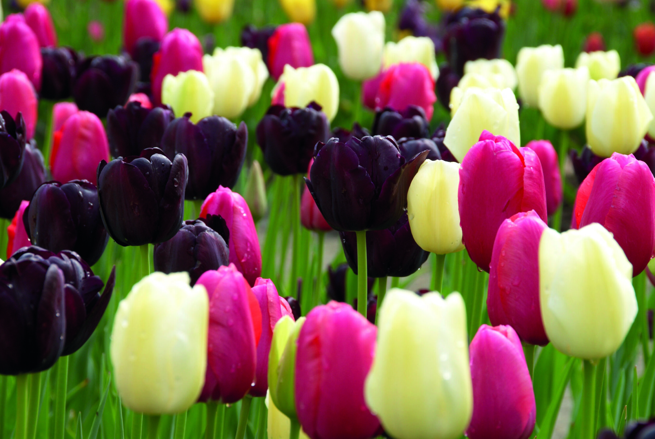 Spring border pink Hillier