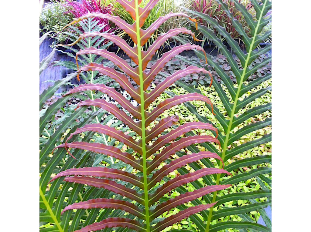 Blechnum brasiliense ‘Volcano’ 2L 5023242364667