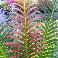 Blechnum brasiliense ‘Volcano’ 2L